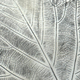 Leaf Studies, Rebecca Pillsbury's 1847 Notebook of Ink-stamped and Labeled Specimens, Nashville, NH