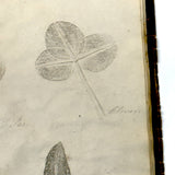 Leaf Studies, Rebecca Pillsbury's 1847 Notebook of Ink-stamped and Labeled Specimens, Nashville, NH