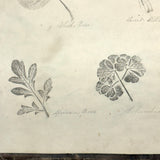 Leaf Studies, Rebecca Pillsbury's 1847 Notebook of Ink-stamped and Labeled Specimens, Nashville, NH