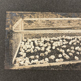 Charles Weatherbee Chickens,  Charlestown, NH, Many Times Satisfying Old Mounted Silver Print