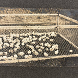Charles Weatherbee Chickens,  Charlestown, NH, Many Times Satisfying Old Mounted Silver Print