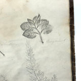 Leaf Studies, Rebecca Pillsbury's 1847 Notebook of Ink-stamped and Labeled Specimens, Nashville, NH