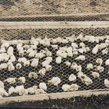 Charles Weatherbee Chickens,  Charlestown, NH, Many Times Satisfying Old Mounted Silver Print