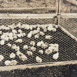 Charles Weatherbee Chickens,  Charlestown, NH, Many Times Satisfying Old Mounted Silver Print