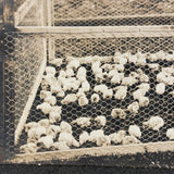 Charles Weatherbee Chickens,  Charlestown, NH, Many Times Satisfying Old Mounted Silver Print