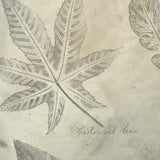 Leaf Studies, Rebecca Pillsbury's 1847 Notebook of Ink-stamped and Labeled Specimens, Nashville, NH