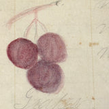 Berries, Cherries, Legs, Cat, Very Sweet Double-sided 19th C. Graphite and Watercolor Drawing