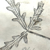 Leaf Studies, Rebecca Pillsbury's 1847 Notebook of Ink-stamped and Labeled Specimens, Nashville, NH