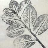 Leaf Studies, Rebecca Pillsbury's 1847 Notebook of Ink-stamped and Labeled Specimens, Nashville, NH