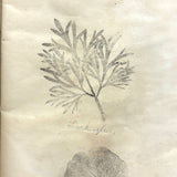 Leaf Studies, Rebecca Pillsbury's 1847 Notebook of Ink-stamped and Labeled Specimens, Nashville, NH