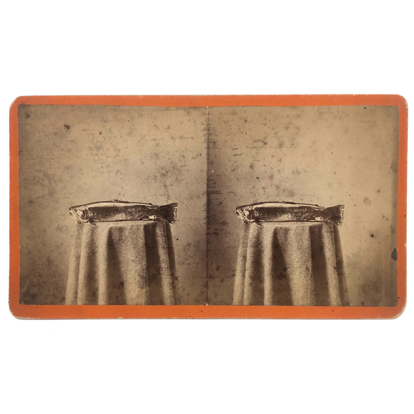 Trout on Table: Striking c. 1880s Stereoview, Charles E. Smith Vermont