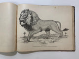 Fierce Looking Lion! Large Late 19th Century Ink Drawing in Period Frame