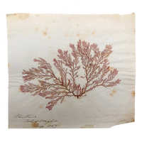 Victorian Dried Seaweed Pressing, Isle of Wight, #1