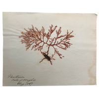 Victorian Dried Seaweed Pressing, Isle of Wight, #3