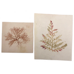 Victorian Dried Seaweed Pressings, Isle of Wight, #4 (A Pair)