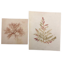 Victorian Dried Seaweed Pressings, Isle of Wight, #4 (A Pair)