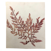 Victorian Dried Seaweed Pressing, Isle of Wight #5