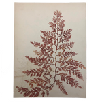 Victorian Dried Seaweed Pressing, Isle of Wight #6