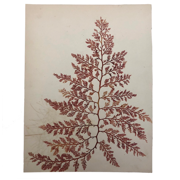 Victorian Dried Seaweed Pressing, Isle of Wight #6