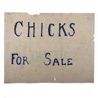 C. 1912 Chicks for Sale / W. F. Fancher Athletics Illustration