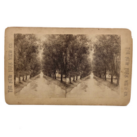 The New York View Co Antique Stereoview, Tree Lined Path