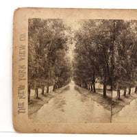 The New York View Co Antique Stereoview, Tree Lined Path