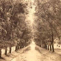 The New York View Co Antique Stereoview, Tree Lined Path