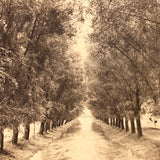 The New York View Co Antique Stereoview, Tree Lined Path