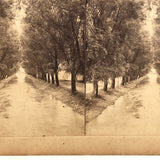 The New York View Co Antique Stereoview, Tree Lined Path