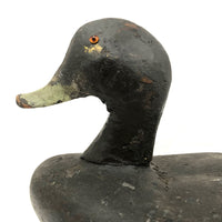Handsome Antique Black Duck Green Bill Working Decoy Signed