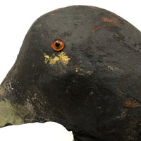Handsome Antique Black Duck Green Bill Working Decoy Signed