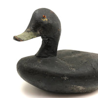 Handsome Antique Black Duck Green Bill Working Decoy Signed