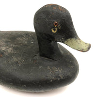 Handsome Antique Black Duck Green Bill Working Decoy Signed
