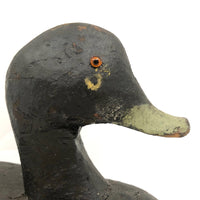 Handsome Antique Black Duck Green Bill Working Decoy Signed