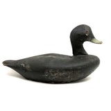 Handsome Antique Black Duck Green Bill Working Decoy Signed