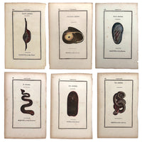 Rare, Striking 1808-10 Hand-colored French "Coquilles" Bookplate Engravings