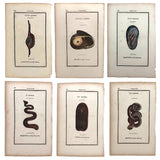 Rare, Striking 1808-10 Hand-colored French "Coquilles" Bookplate Engravings
