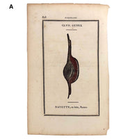 Rare, Striking 1808-10 Hand-colored French "Coquilles" Bookplate Engravings