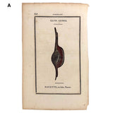Rare, Striking 1808-10 Hand-colored French "Coquilles" Bookplate Engravings