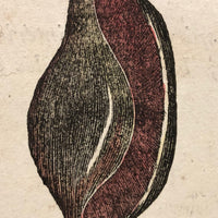 Rare, Striking 1808-10 Hand-colored French "Coquilles" Bookplate Engravings