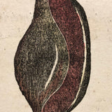 Rare, Striking 1808-10 Hand-colored French "Coquilles" Bookplate Engravings