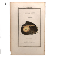 Rare, Striking 1808-10 Hand-colored French "Coquilles" Bookplate Engravings