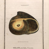 Rare, Striking 1808-10 Hand-colored French "Coquilles" Bookplate Engravings
