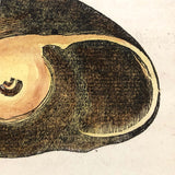 Rare, Striking 1808-10 Hand-colored French "Coquilles" Bookplate Engravings