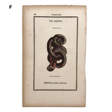 Rare, Striking 1808-10 Hand-colored French "Coquilles" Bookplate Engravings