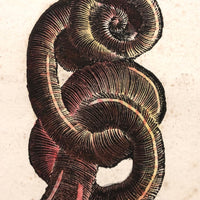 Rare, Striking 1808-10 Hand-colored French "Coquilles" Bookplate Engravings
