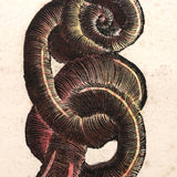 Rare, Striking 1808-10 Hand-colored French "Coquilles" Bookplate Engravings