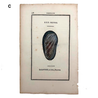 Rare, Striking 1808-10 Hand-colored French "Coquilles" Bookplate Engravings