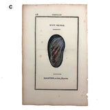 Rare, Striking 1808-10 Hand-colored French "Coquilles" Bookplate Engravings