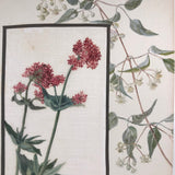 Red Valerian and Honeysuckle British Watercolor on Linen and Board